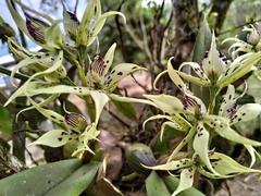 Prosthechea chimborazoensis