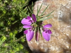 Polygala umbellata
