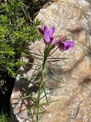 Polygala umbellata