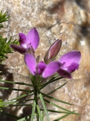 Polygala umbellata