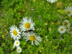 Stenurella melanura