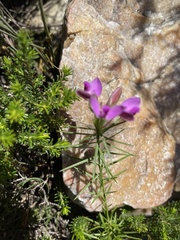 Polygala umbellata