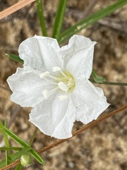 Stylisma pickeringii pickeringii