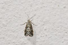 Tegostoma comparalis