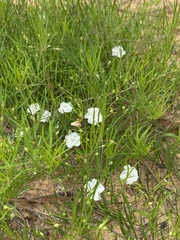 Stylisma pickeringii pickeringii