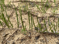 Stylisma pickeringii pickeringii