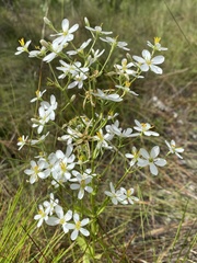Sabatia quadrangula