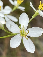 Sabatia quadrangula