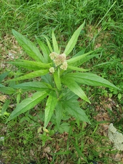 Eupatorium cannabinum