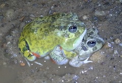 Pleurodema brachyops