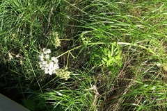 Cicuta virosa