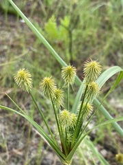 Cyperus plukenetii