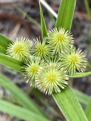 Cyperus plukenetii