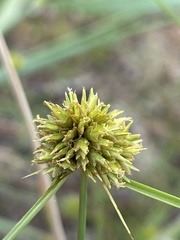 Cyperus filiculmis