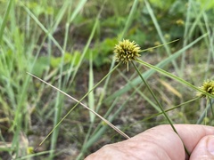 Cyperus filiculmis