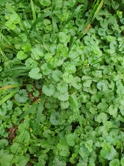 Glechoma hederacea
