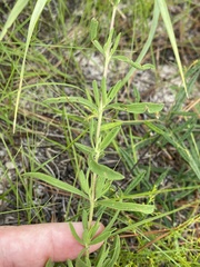 Eupatorium linearifolium