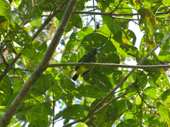 Aegithina viridissima