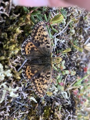Boloria polaris