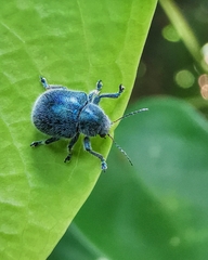 Trichochrysea hirta