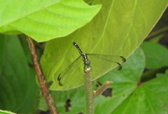 Hylaeothemis apicalis