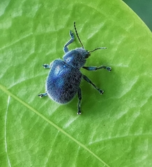 Trichochrysea hirta