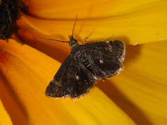 Heliothela nigralbata