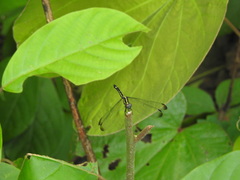 Hylaeothemis apicalis