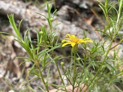 Pityopsis pinifolia
