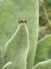 Diabrotica undecimpunctata
