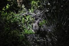 Dendromus mesomelas