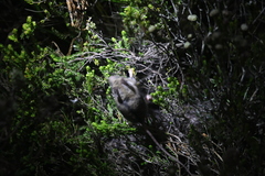 Dendromus mesomelas