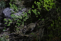 Dendromus mesomelas