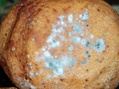 Penicillium digitatum