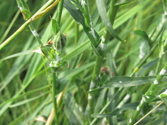Tragopogon podolicus