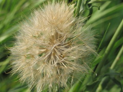 Tragopogon podolicus
