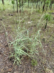 Panicum amarum amarulum