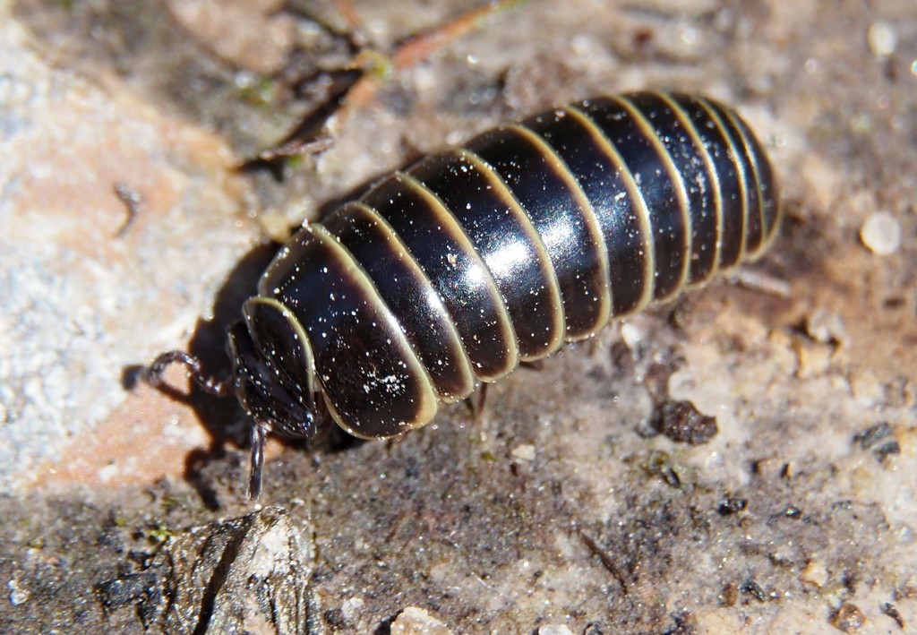 Pill Millipedes