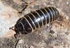 Pill Millipedes - Photo (c) bsteer, some rights reserved (CC BY-NC), uploaded by bsteer
