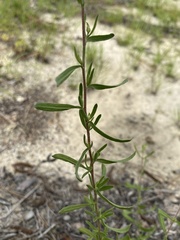 Eupatorium linearifolium
