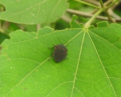 Solenosthedium rubropunctatum