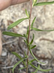 Eupatorium linearifolium