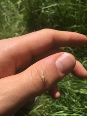 Stenodema laevigata