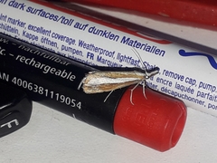 Catoptria pyramidellus