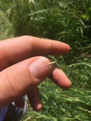 Stenodema laevigata