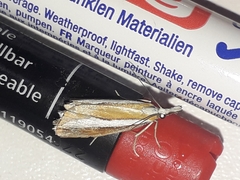 Catoptria pyramidellus