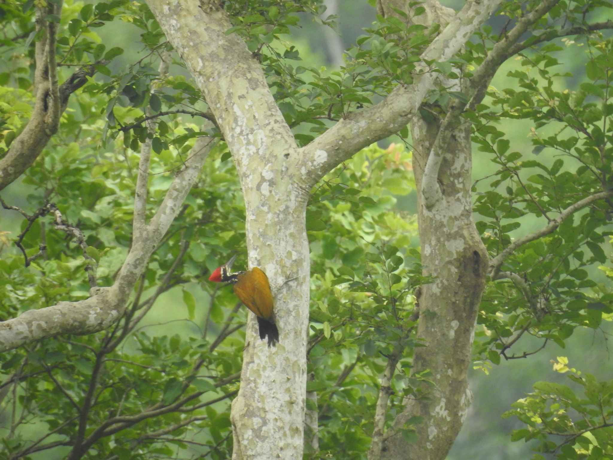 Greater Flameback illustration