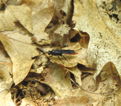 Protichneumon
