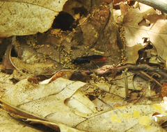 Protichneumon