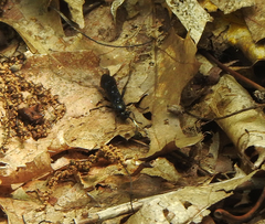 Protichneumon